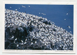 AK 029122 CANADA - Newfoundland - Vogelkolonie Am Cape St. Mary's - Autres & Non Classés