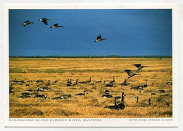 AK 029143 CANADA - Manitoba - Kanadagänse Im Old Hammock Marsk - Autres & Non Classés