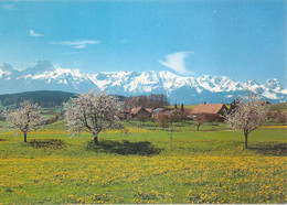 Gerzensee - Frühlingswiese Gegen Die Stockhornkette         Ca. 1990 - Gerzensee