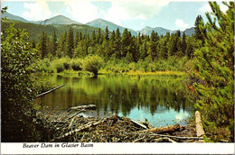 (3 F 13) USA - Beaver Dam In Rocky Mountains NP - Rocky Mountains