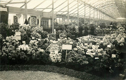 Horticulture - Fleurs - Chrysanthèmes - Paris ? - Exposition - Carte Photo - Dép 75 - Paris - Bon état - Other & Unclassified