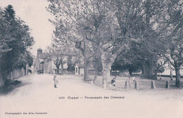 Coppet VD, Promenade Des Ormeaux (6.9.1908) - Coppet