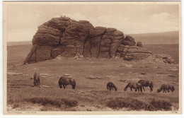 Dartmoor. Haytor - ( England) - Ponies - Dartmoor