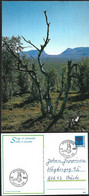 Sweden Pickture Postcard Nature Lapporten Postmark Fox Vårgårda 1985-b - Andere & Zonder Classificatie