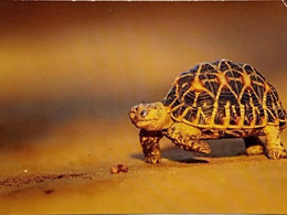 Turtle - Tortues