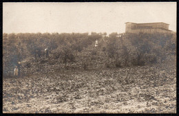 8680 - Glauchau Foto Richard Köhler Erdbeerfeld - Glauchau