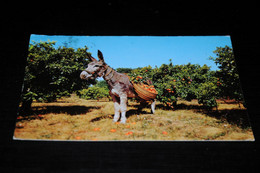 39972-              SPAIN  ESPANA, VALENCIA / BURRO, DONKEY, ESEL, ÂNE - Anes