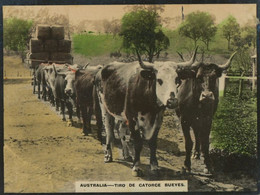 Australia Real Photo Tiro De 14 Bueyes . 14 Oxes Cart Transport . Attelage De 14 Boeufs - Autres & Non Classés