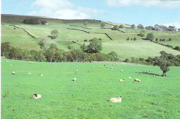 SHEEP FARMING NEAR DURHAM, ENGLAND. UNUSED POSTCARD G7 - Altri & Non Classificati