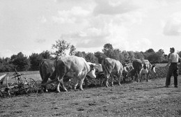 Carte Photo - MONCOUTANT -  Agriculteur Avec Sa Charrue à 6 Boeufs -  Scan Du Verso - - Moncoutant