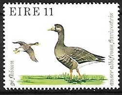 Ireland - MNH ** 1979 : Greater White-fronted Goose   - Anser Albifrons - Gänsevögel