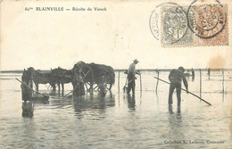 BLAINVILLE-récolte Du Varech - Blainville Sur Mer