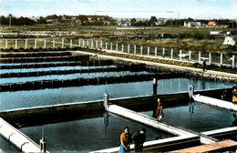 Courseulles Sur Mer * Les Parcs à Huîtres De L'ile De Plaisance * Les Dégorgeoirs * Ostréiculture - Courseulles-sur-Mer