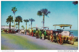 Florida St Augustine Colorful Horse Drawn Carriages - St Augustine