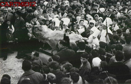 CARTE PHOTO BARJOLS FETE DES TRIPETTES DE ST-MARCEL 83 VAR - Barjols