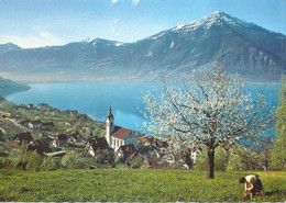 Walchwil - Dorf Gegen Die Rigi        Ca. 1970 - Walchwil