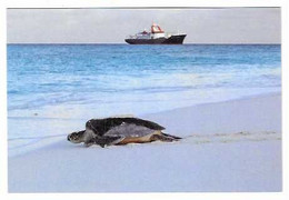 25 T -  TORTUE Retour à La Mer Après La Ponte - En Arrière Plan Le  MARION DUFRESNE - 2 SCAN - Schildkröten