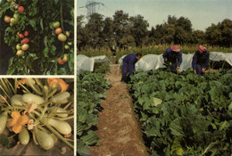 Kuwait, Kuwait City مدينة الكويت, Agriculture Farming Vegetables Fruit (1986) Postcard (2) - Koeweit