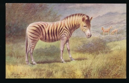 ZEBRA  2 SCANS - Zebra's