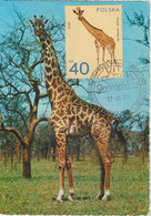 Pologne Carte Maximum 1972 Girafe 2008 - Maximumkarten