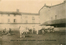 Villefranche Sur Saône * Agriculture * Les Boeufs De La Carnine LEFRANCQ * Avant La Visite Sanitaire * élevage Bovin - Villefranche-sur-Saone