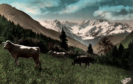 Alpes - Paysages Alpestres - Vaches Au Pâturage - Carte André Colorisée N° 523 - Rhône-Alpes