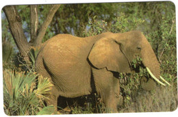 Liberia, Elefante 20.000 Pcs. - Liberia