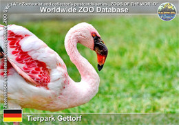 974 Tierpark Gettorf, DE - Lesser Flamingo (Phoeniconaias Minor) - Gettorf