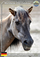 1062 Wildpark Johannismühle, DE - Konik Horse (Equus Ferus F. Caballus "Konik") - Teltow