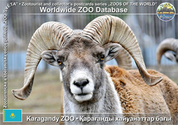 1128 Karagandy ZOO, KZ - Karaganda Argali (Ovis Ammon Collium) - Kazakhstan