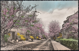 D-12359 Berlin - Britz - Onkel Bräsig Straße - Baumblüte - Car  ( 60er Jahre) - Neukölln