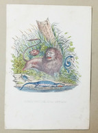 01851 16 Stampa Cromolito - Animali Feroci Africa - Prints & Engravings