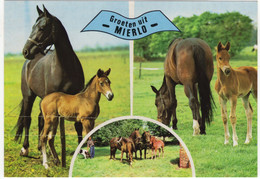 Groeten Uit Mierlo - (Noord-Brabant, Nederland / Holland) - Nr. 695 - Paarden En Veulens - Geldrop