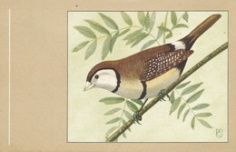 Bichenos Finch Diamant De Bichenov  Art Card Bird Oiseau - Autres & Non Classés