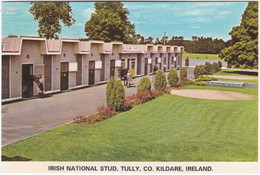 Gf. Irish National Stud, TULLY, Co. KILDARE. The Stallions Go On Parade - Kildare