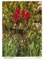 WY - WYOMING  --  YELLOWSTONE - INDIAN PAINT BRUSH - Yellowstone