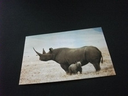 RINOCERONTE BLACK RHINOCEROS NGORONGORO CRATER TANZANIA - Rinoceronte