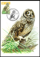 Carte Maximum / Maximum Kaart° - 4218 - Hibou Des Marais / Velduil / Kurzohrige Eule/Short-eared Owl - BUZIN - 2011-2014