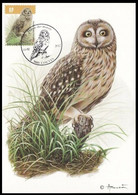 Carte Maximum / Maximum Kaart° - 4218 - Hibou Des Marais / Velduil / Kurzohrige Eule/Short-eared Owl - BUZIN - 2011-2014