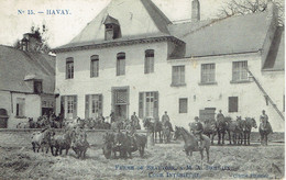 Havay Ferme De Beauvoir  Cour Interieure N°15  Animation De Chevaux  1909 - Quevy