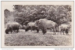 New York Catskill Buffalo At Catskill Game Farm Photo - Catskills