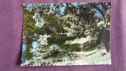 RESTEIGNE Sous Bois Au Bord De La Lesse Province De Luxembourg Tellin België Belgique Carte Postale Postcard - Tellin