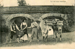 Agriculture * La Vie Aux Champs * Entre Deux Feux * Attelage De Boeufs  * Types Personnages * Paysans Ferme - Other & Unclassified