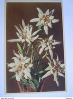 Edelweiss Leontopodium Alpinum Coloprint 52099 - Plantes Médicinales