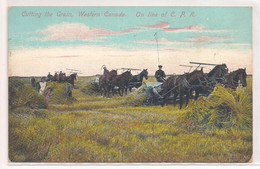 Cutting Grain In Western Canada ! - Autres & Non Classés