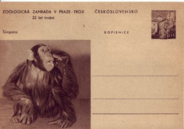 CDV 130 / 01 ** - 1956 ■ Bildpostkarte ZOO In Prag / Schimpanse - šimpanz - Unclassified