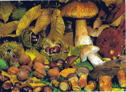 Carte   Champignon, Cèpes, Bolets Bai, Bolet à Pied Rouge, Châtaignes - Pilze