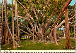 Florida Fort Myers Edison Winter Home Giant Banyan Tree - Fort Myers