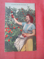 Female Apple Picker Near Rodgers - Arkansas >    Ref 5596 - Autres & Non Classés