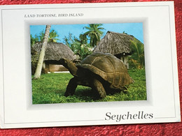 CPSM-☛Carte Postale Thème Animaux & Faune Tortue Tortues-☛Seychelles Land Tortoise, Bird Island-☛La Garenne Colombes- - Schildpadden